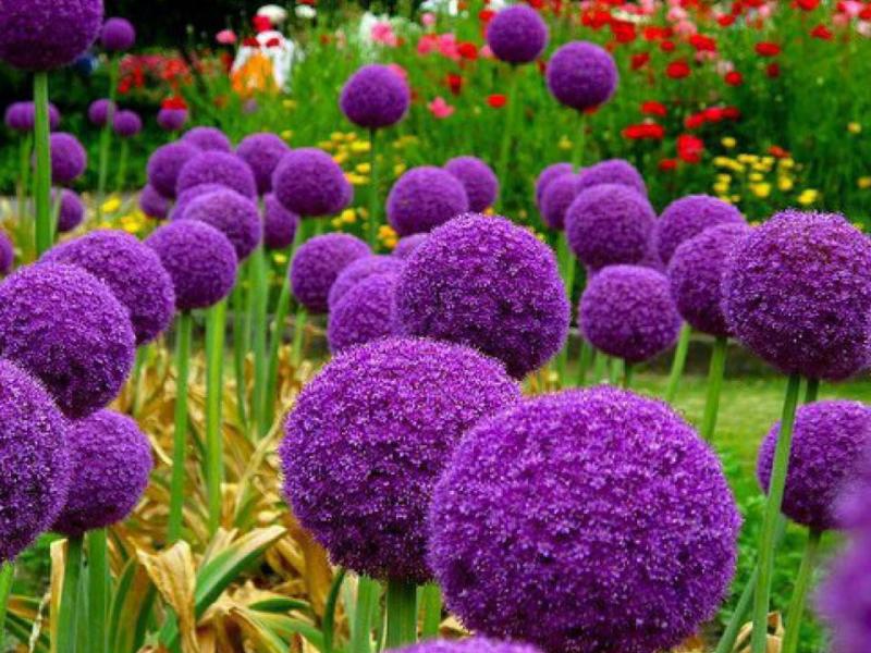 Allium - yillik kamon.