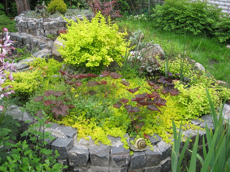In the photo: loosestrife monetary varieties "Aurea" for retaining wall.