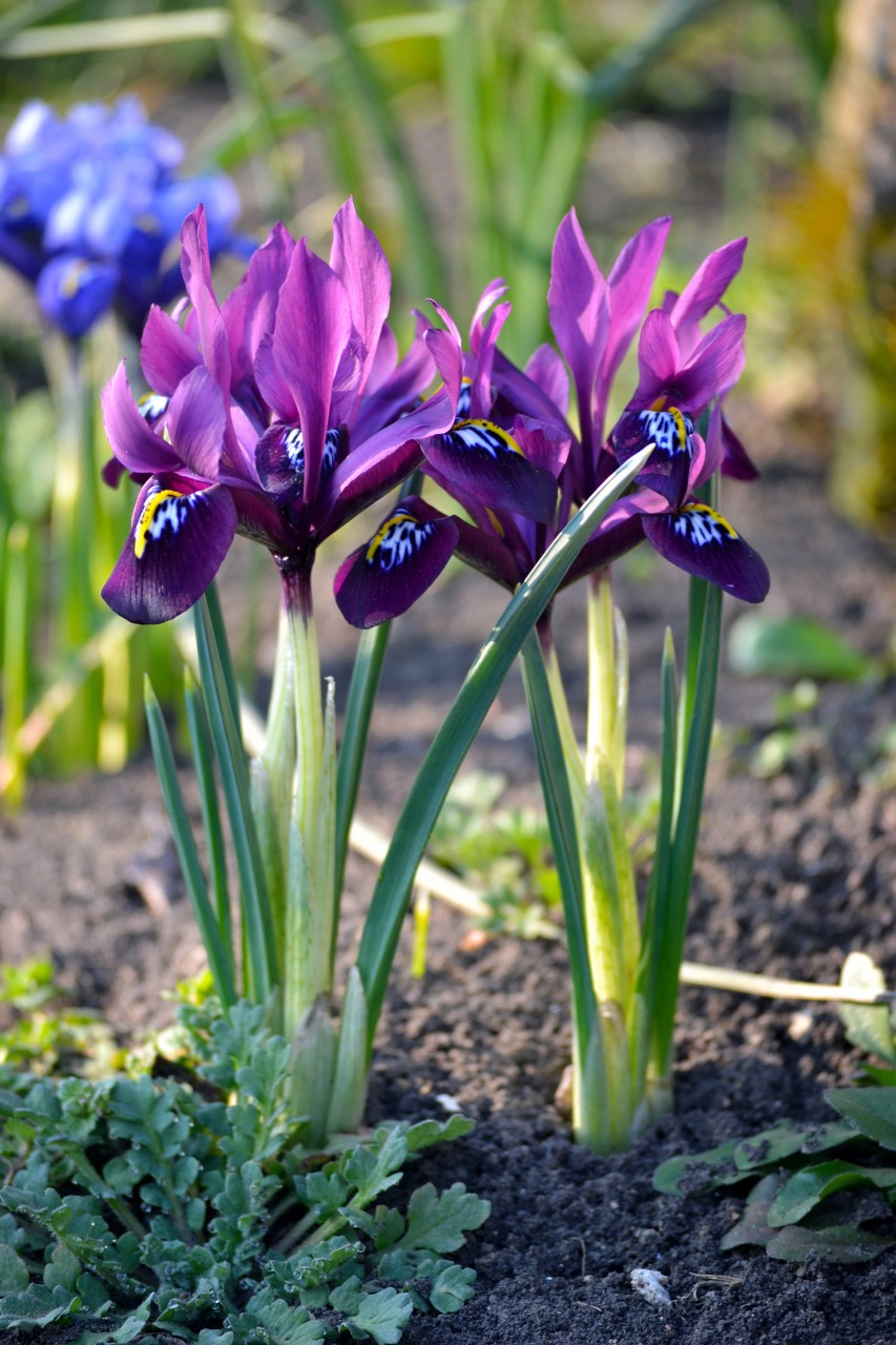 Iridodictium - iris-Lily vodiysining .