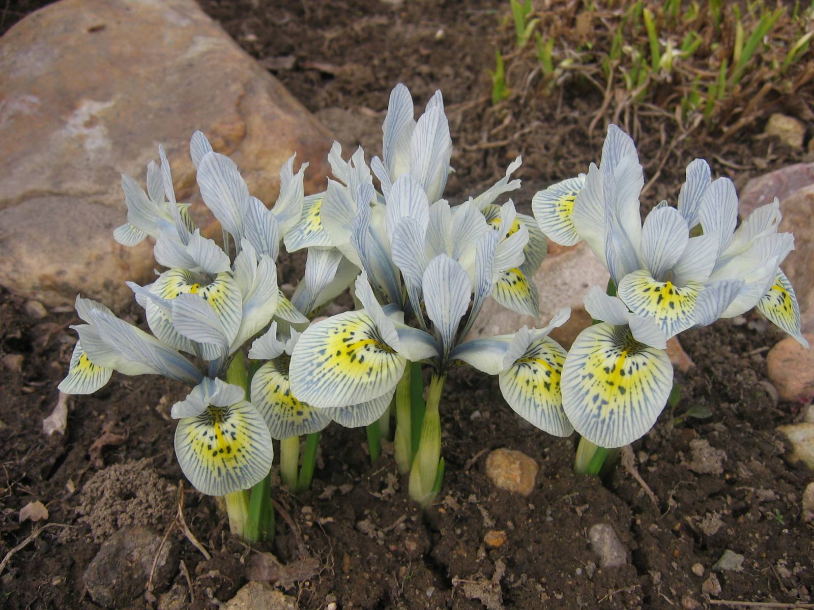 Irises Vinogradova.