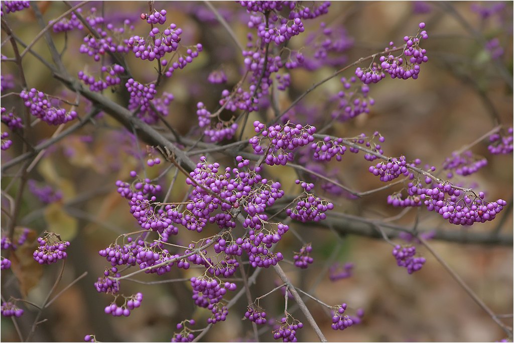 Purpleberry Yaponiya.