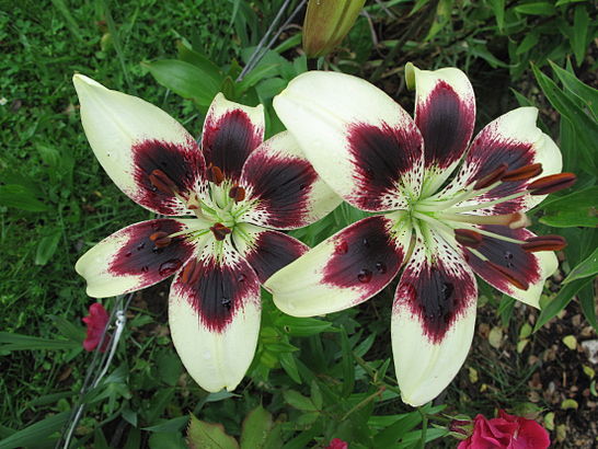Lily: Asian hybrid.