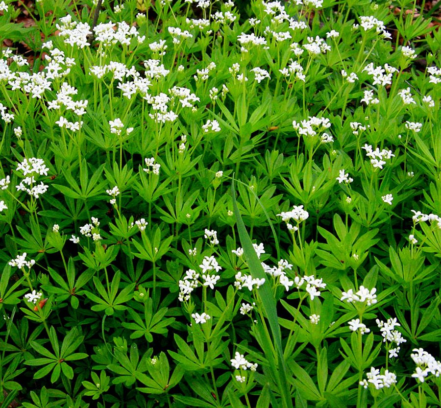 Bedstraw xushbo'y.