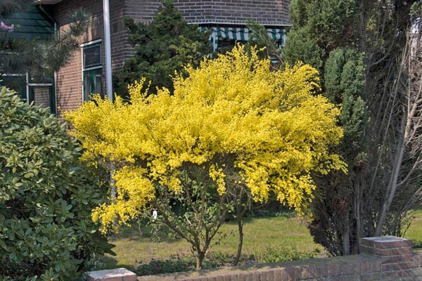 Ракитник ранній.