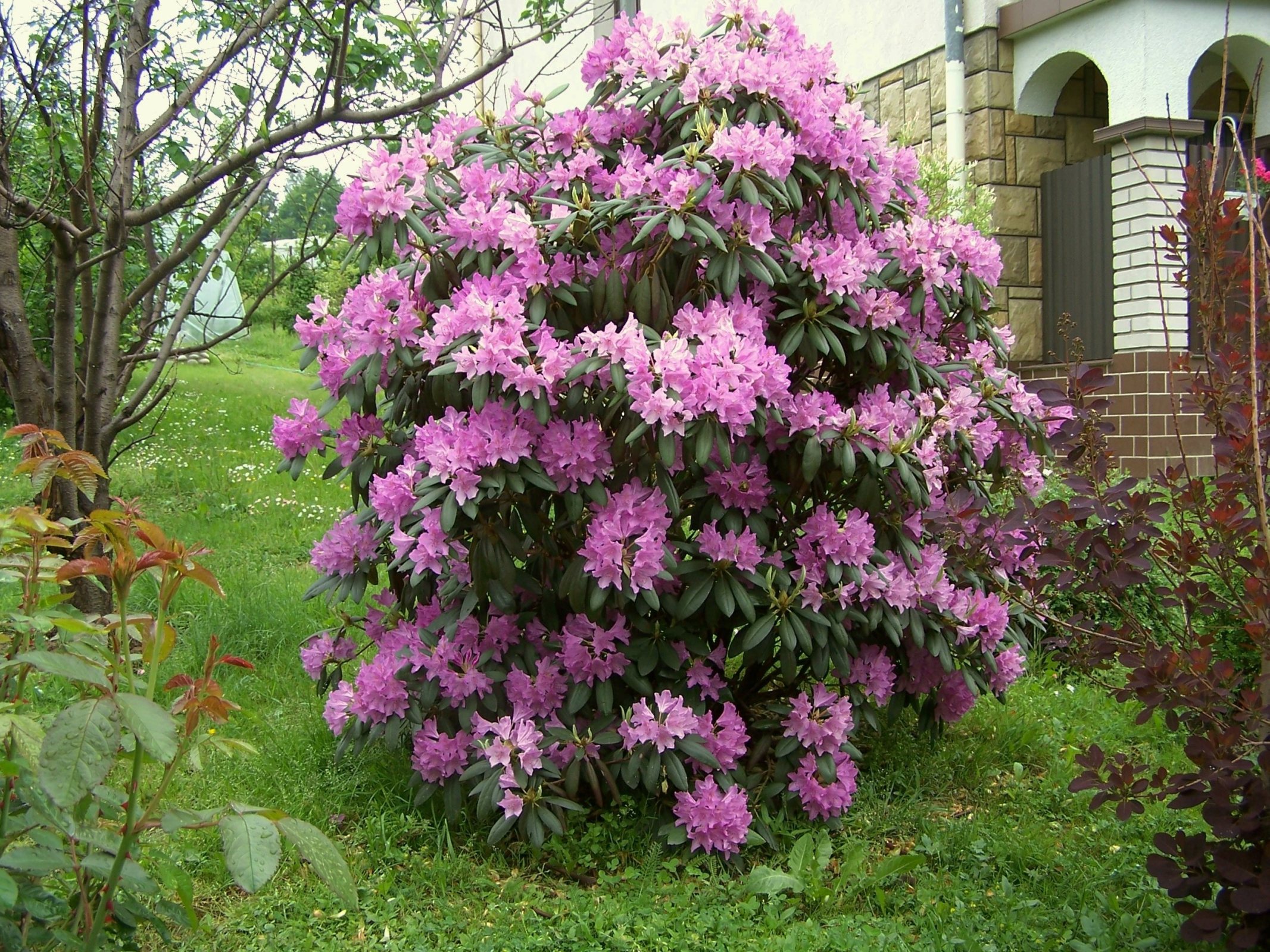 Rhododendron manzara ichida catawbiense .