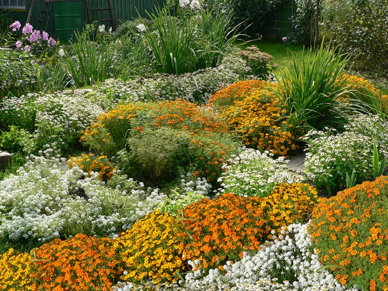 Marigolds in the garden.
