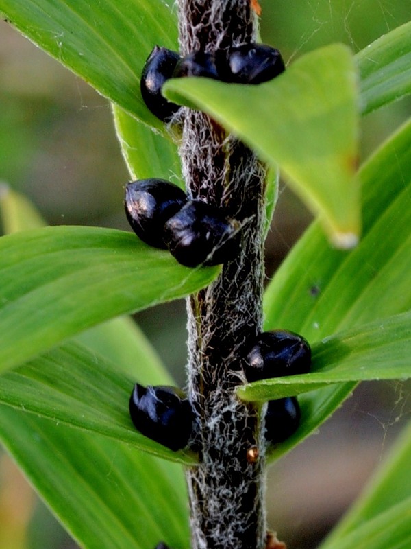 Lily "bullocki".