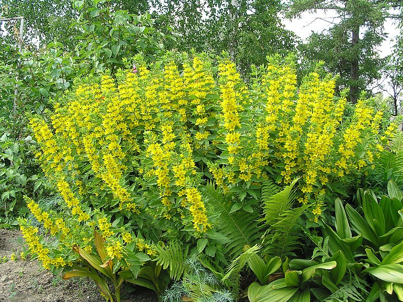 In the photo: loosestrife in the garden.