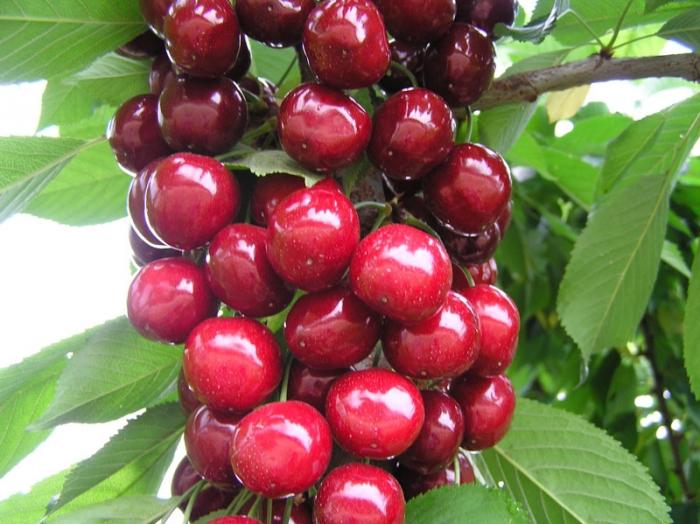 Cherry varieties "Labska".