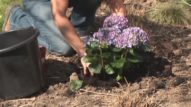 Planting hydrangeas in the ground.