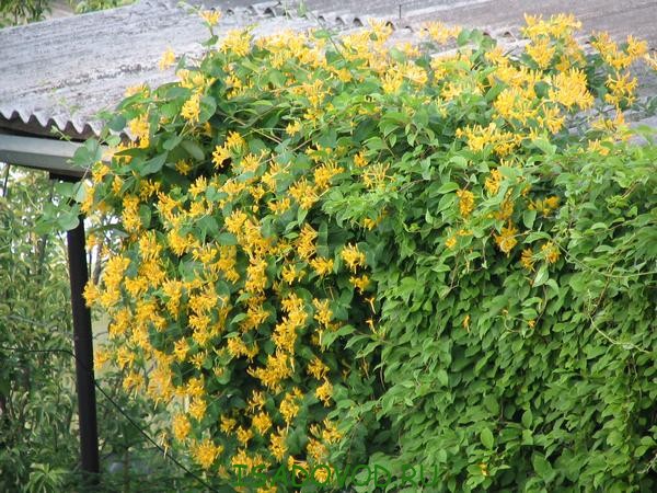 Perfoliate honeysuckle yellow.