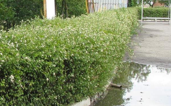A hedge of snowberry.