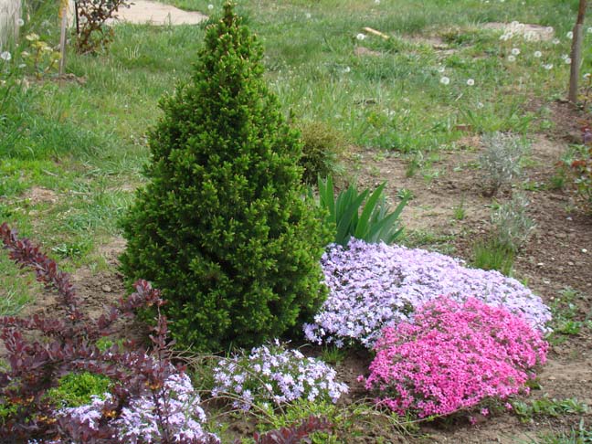 Spruce "Konica" in the garden.