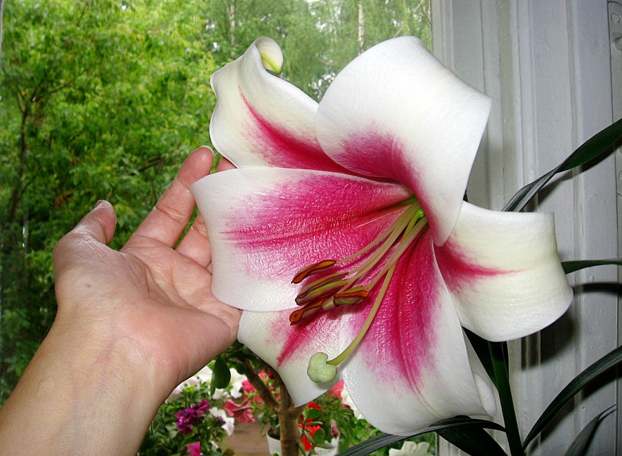 Large-flowered hybrid lilies.