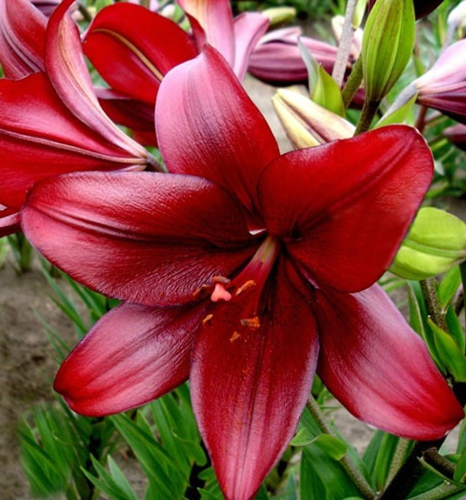 Lily "Red Planets".