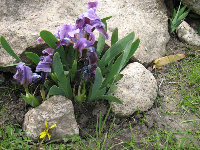 Iris bulbs among the stones.