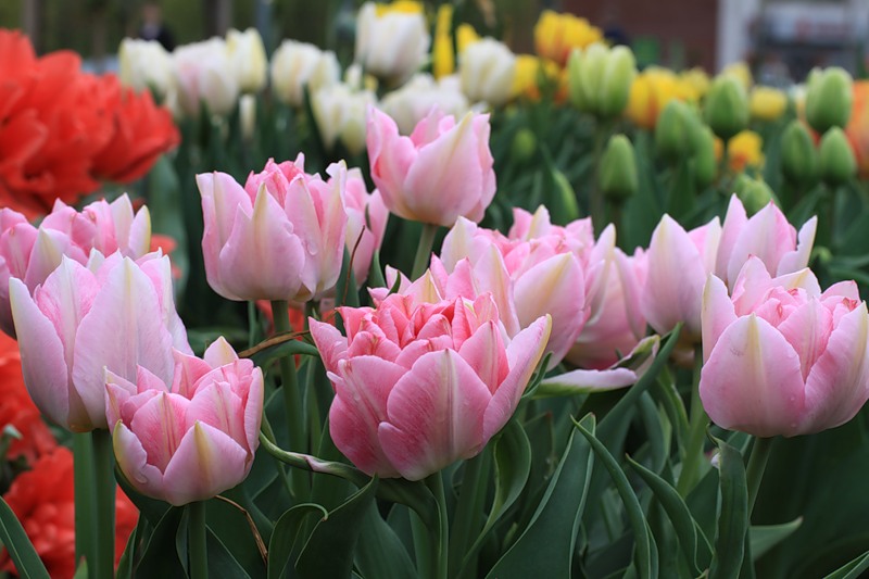 Terry tulips.