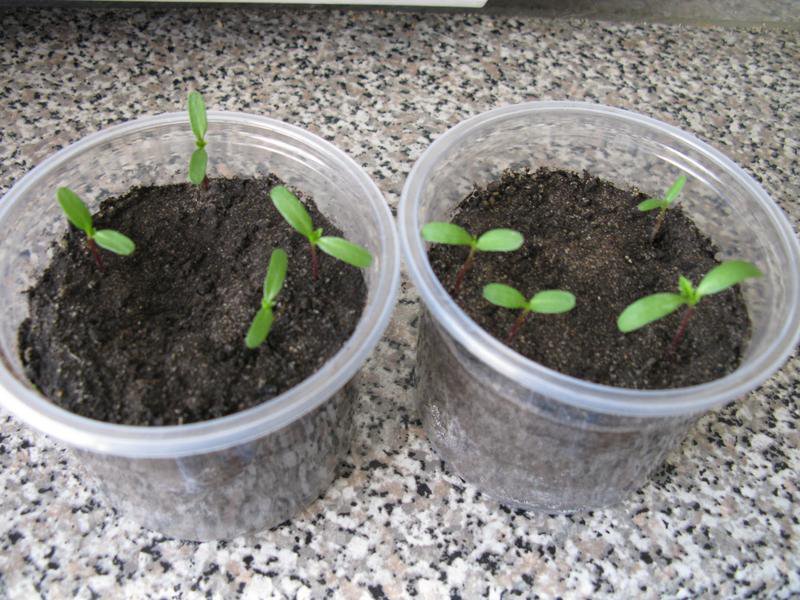 Seedlings of marigolds in small containers.