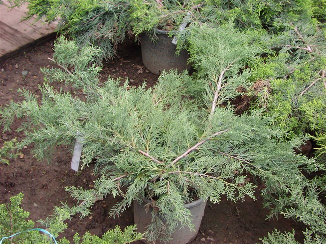 Seedling juniper.