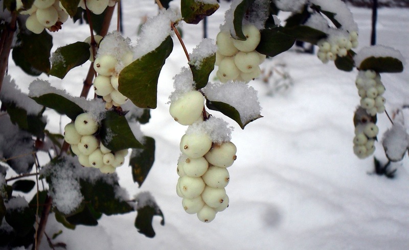 The snowberry in winter.