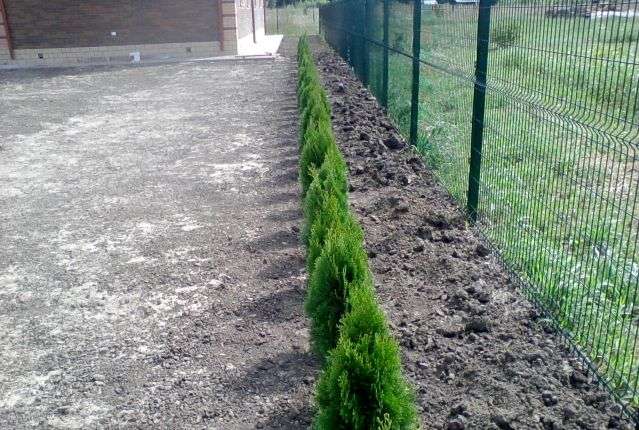 arborvitae planting