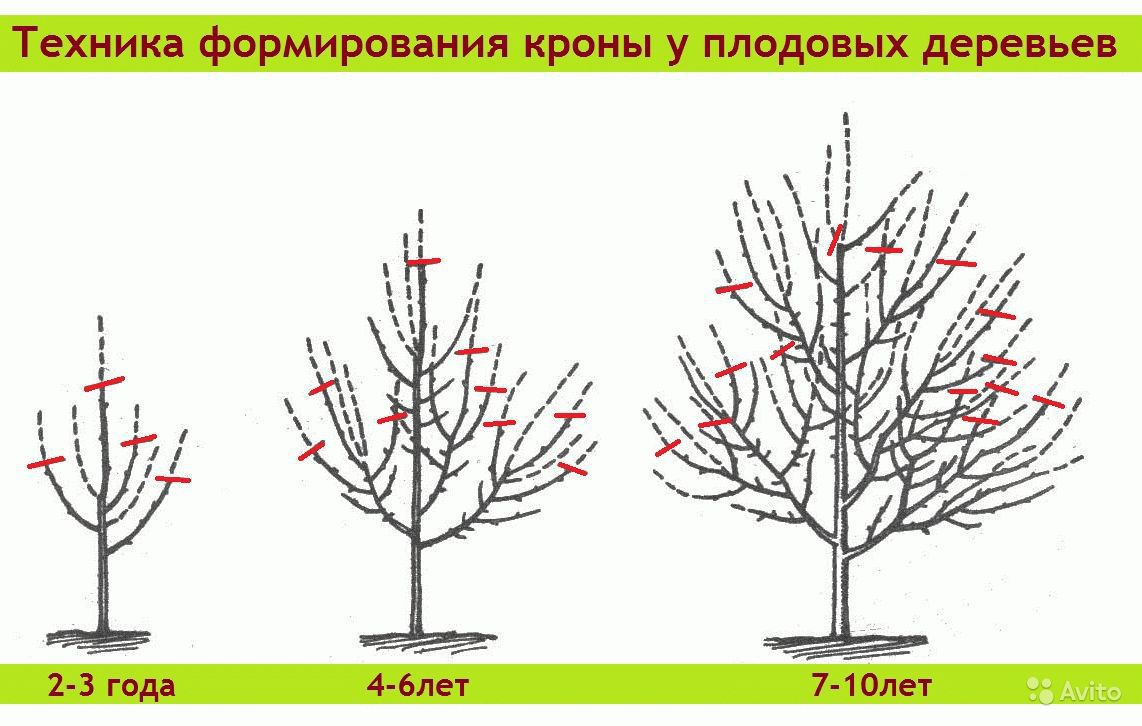 Формирующая обрезка плодового дерева.