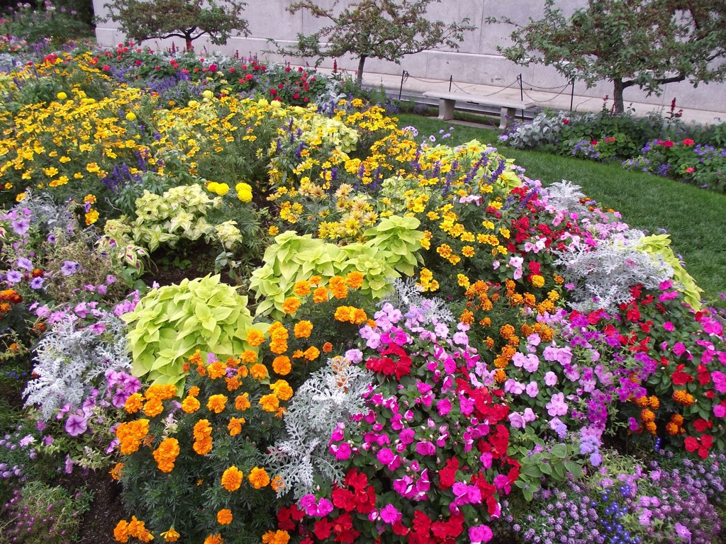 Flowering beds of annuals.