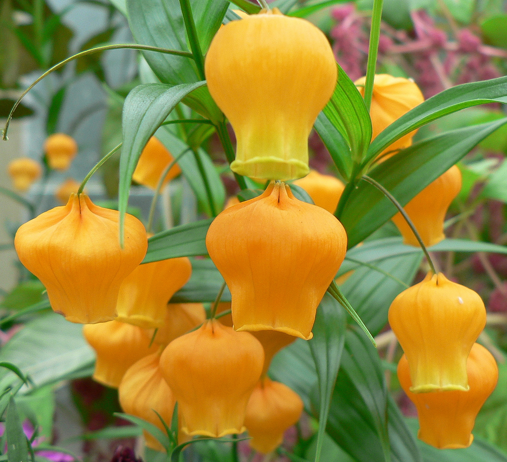 In the photo: flowers sandersonii really resemble Chinese lanterns.