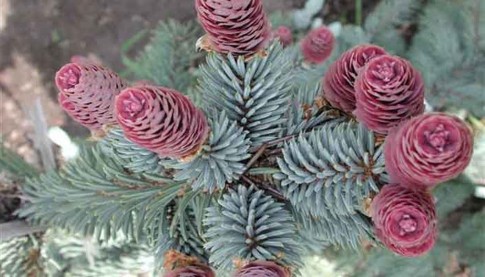 Blue spruce cones.