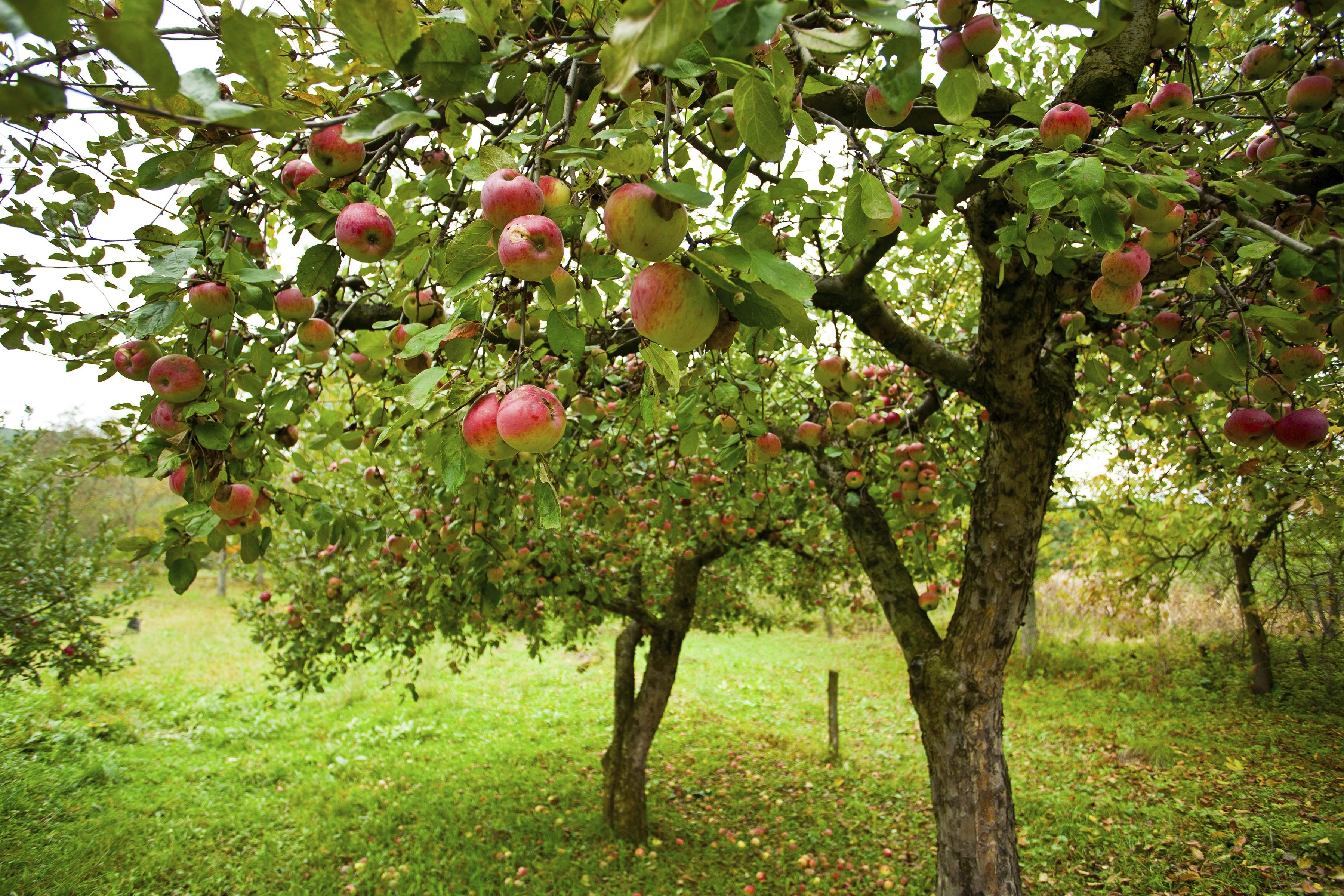 Яблыневы сад.