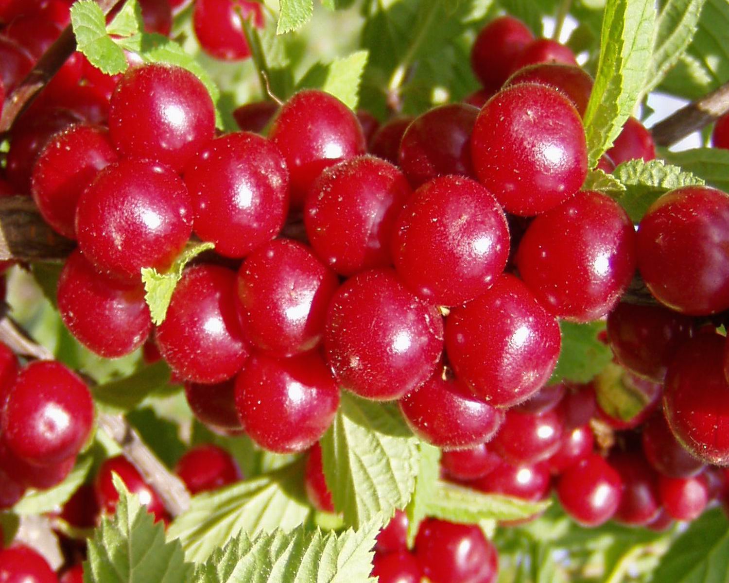 Berries felted cherries.