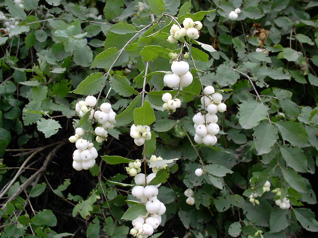 In the photo: the snowberry in the garden.
