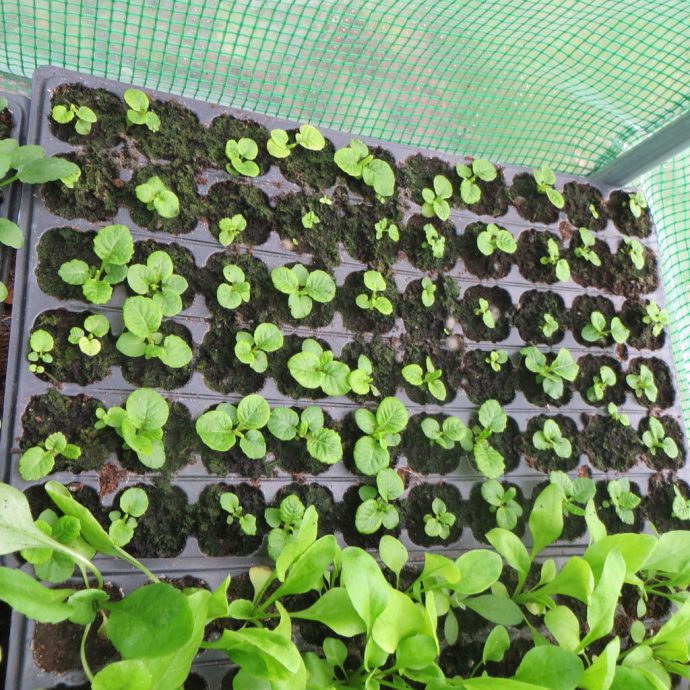 Sprouted flower seeds primrose, in the photo example, in a small greenhouse, in separate sections, for the convenience of planting in open ground.