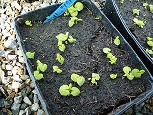 The photo example beginners to germinate the seeds of the evening primrose, pre-planted in the earth box-capacity.