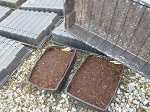Land preparation and drawer for germination of seeds.