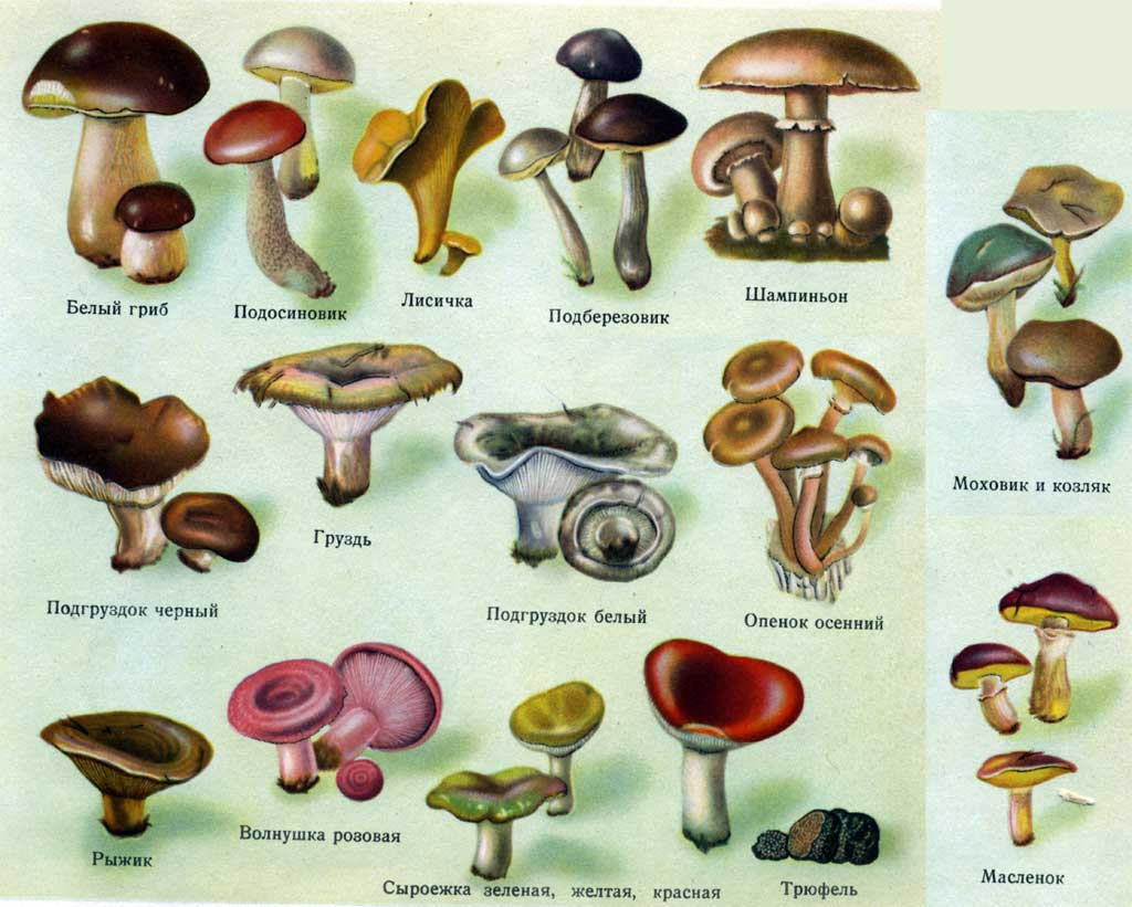 Пластинчатые условно съедобные грибы