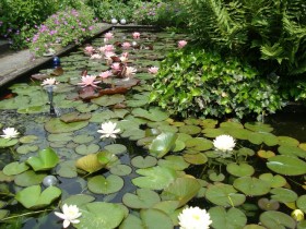 Pond with vegetation