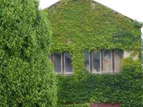Вертикальне озеленення на дачі