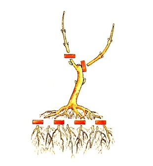 Правильная подрезка корня и ветвей