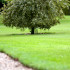 The most suitable species of trees and shrubs for the lawn