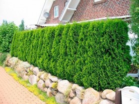 A fence of hedges and natural stone