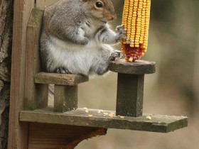 Feeder for squirrels