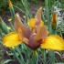 Grow and care for irises
