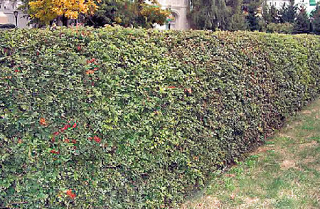Ежевика садовая — живая изгородь на даче