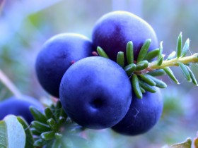 Blueberry fruit