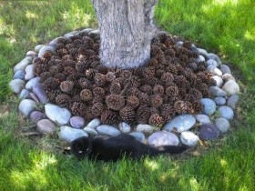 Flowerbed of cones around the tree