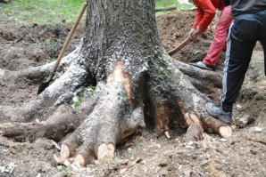 Ways to remove stumps on the dacha