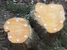 Holes with saltpeter in the stump