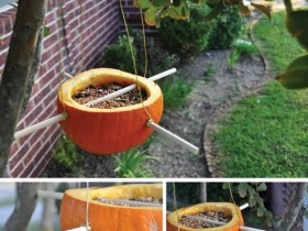 Pumpkin bird feeder