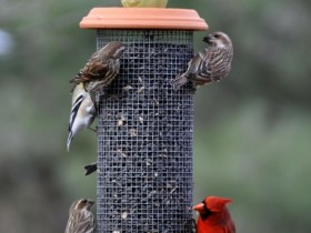 The feeder for the birds in the garden
